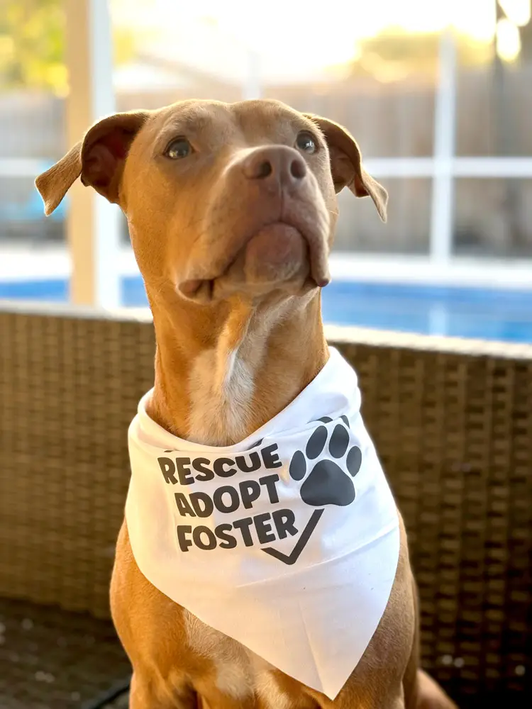 Ruby - Karrington Kare Miami Rescue